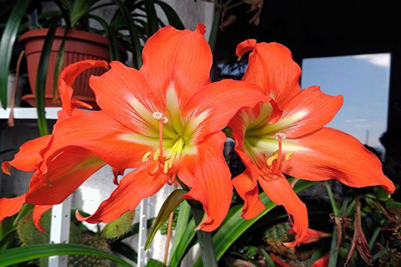 Hippeastrum-hoito kotona