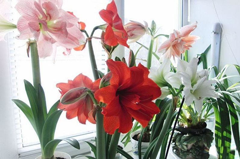 Penjagaan Hippeastrum di rumah