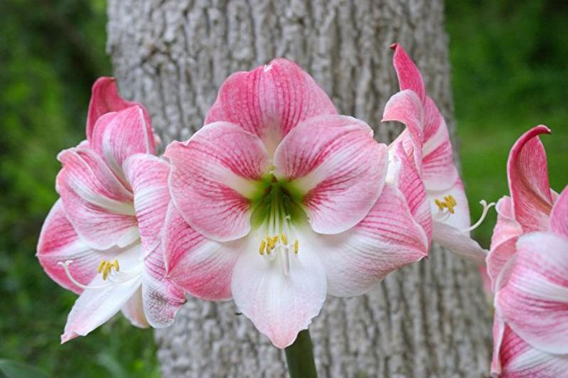 Cures d’hippeastrum al jardí