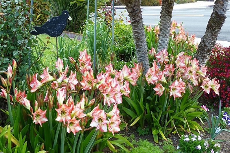 Hippeastrum-hoito puutarhassa