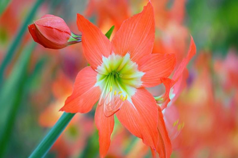 Cures d’hippeastrum al jardí