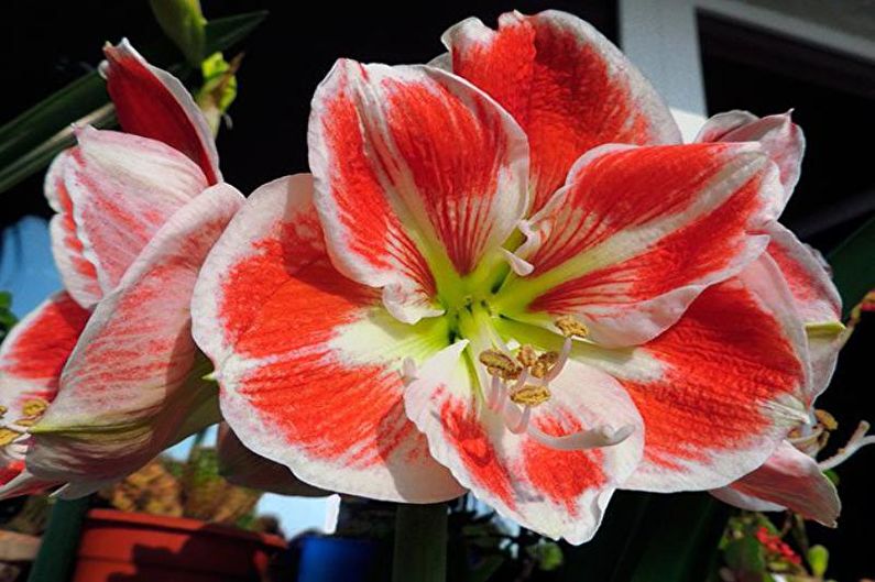 Bahçede hippeastrum bakımı