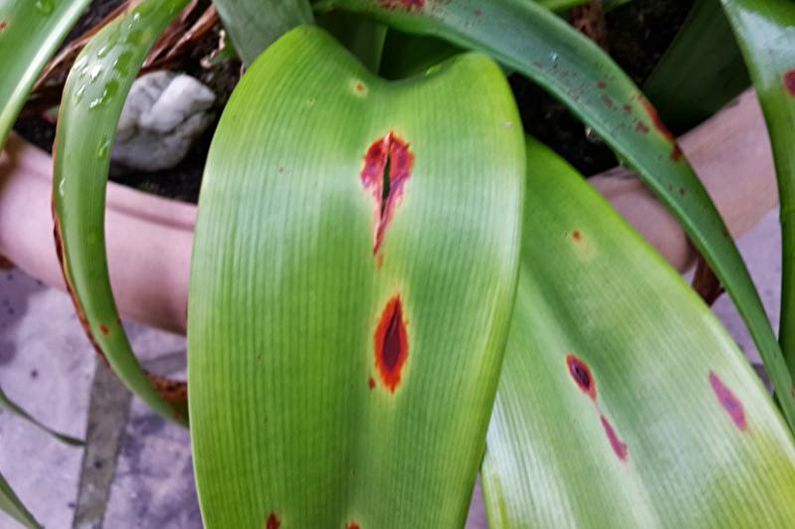 Hippeastrum - ziekten en behandeling