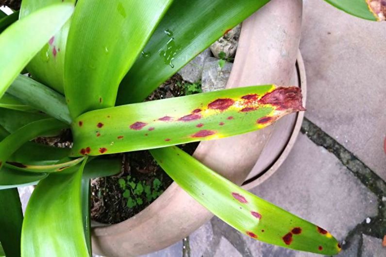 Hippeastrum - ziekten en behandeling