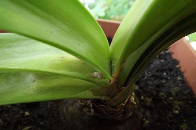 Hippeastrum - Periodo di riposo