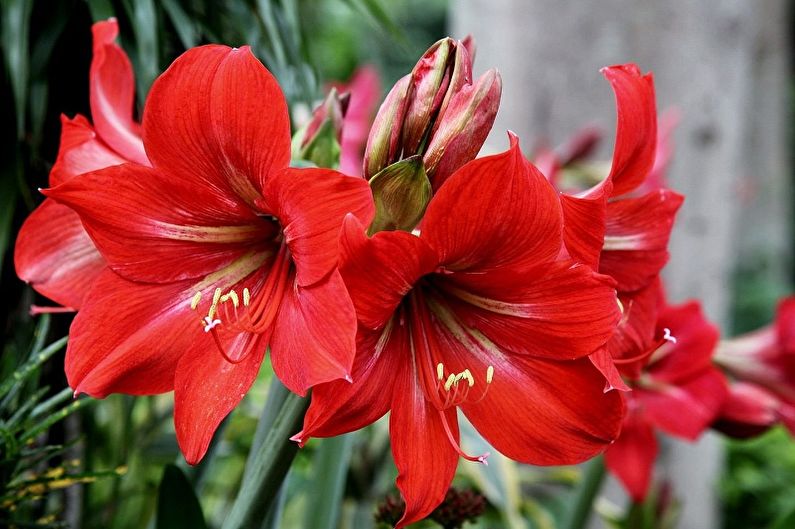 Hippeastrum - fotografija