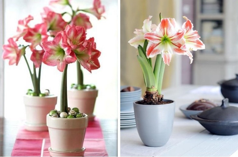 Hippeastrum - valokuva