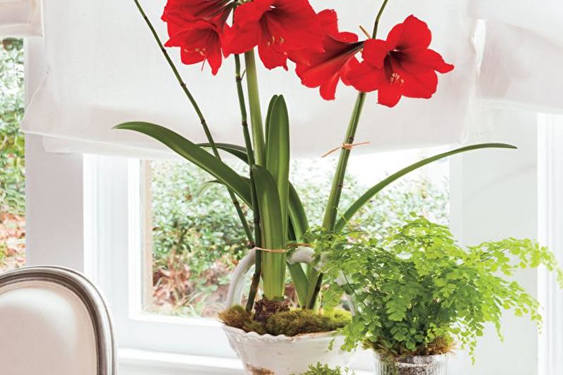 Hippeastrum - valokuva