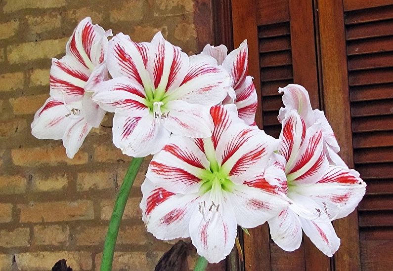 Hippeastrum - fotografie