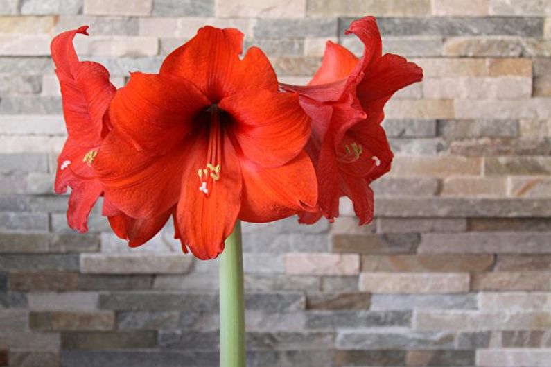 Hippeastrum - fotografia