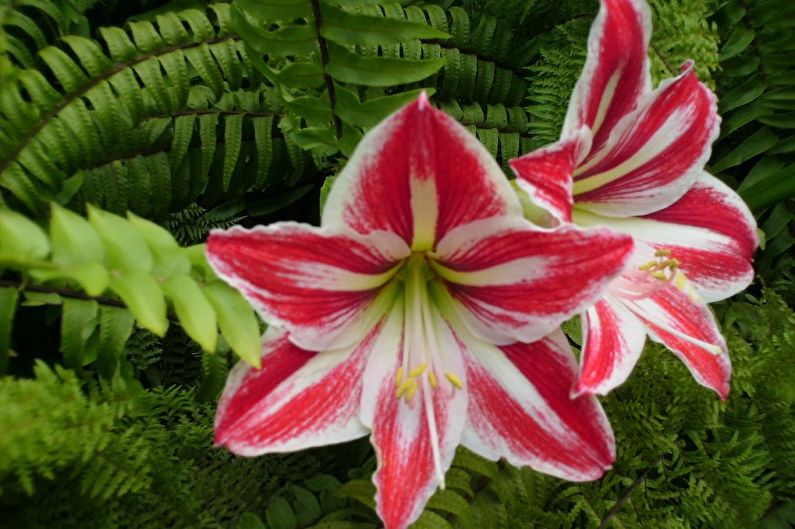 Hippeastrum - fotografia