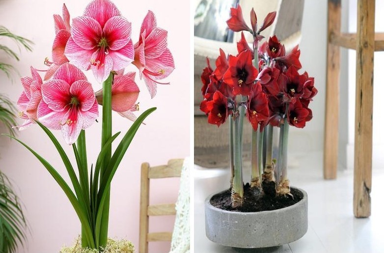 Hippeastrum - larawan