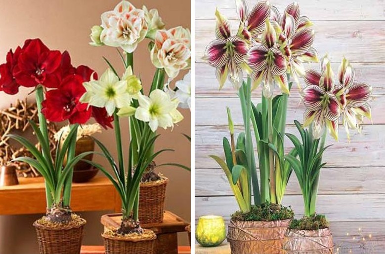 Hippeastrum - φωτογραφία