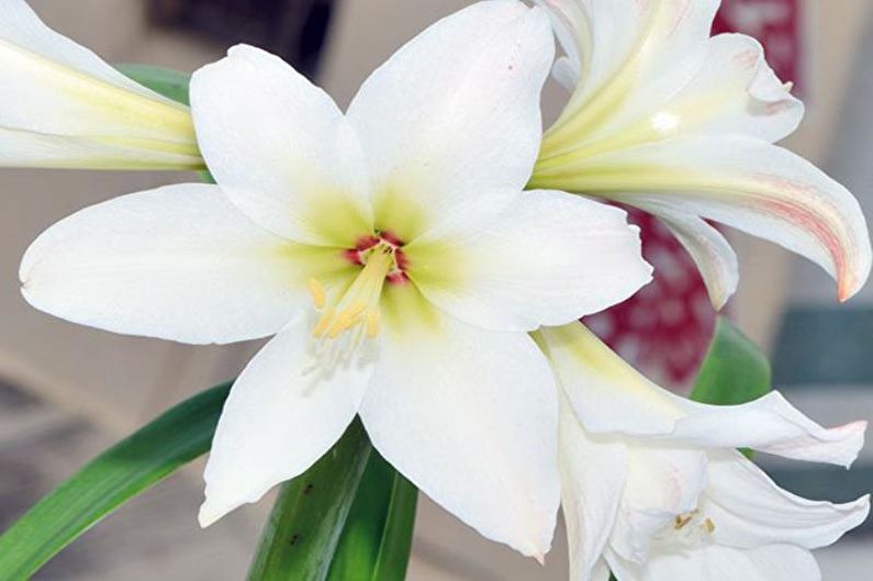 Hippeastrum - fotografie