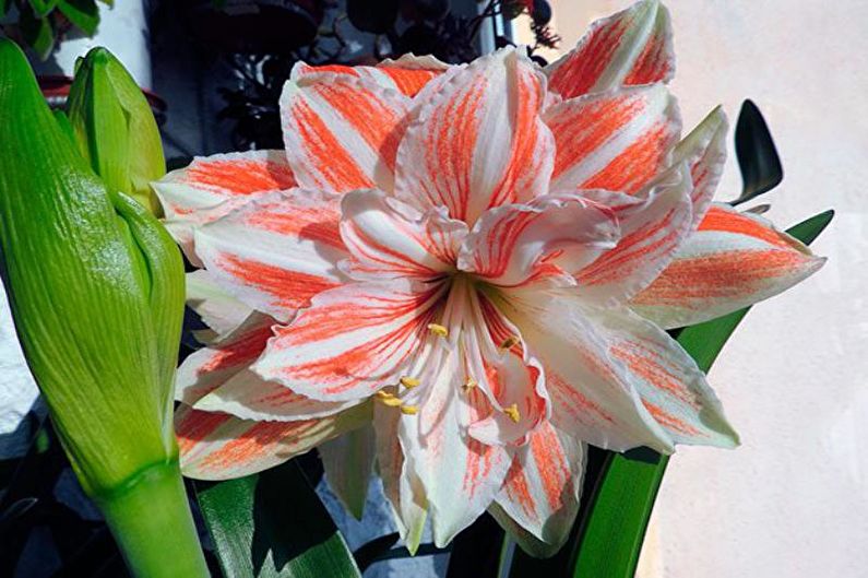 Hippeastrum - foto