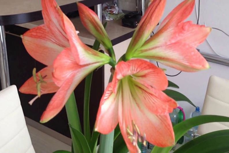 Hippeastrum - снимка