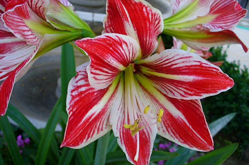 Hippeastrum - fotografia