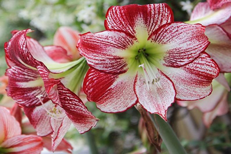 Hippeastrum - fotografija