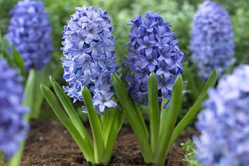 Hyacinth - Beschrijving en typen