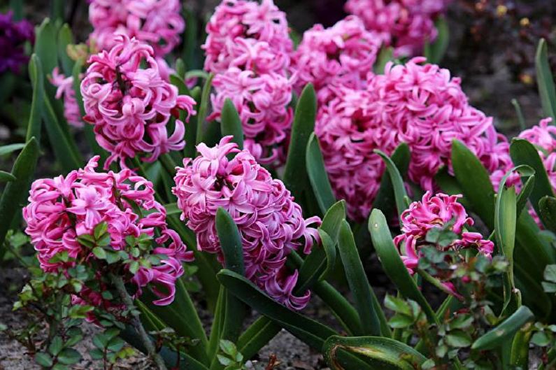 Hyacinth - Description and types