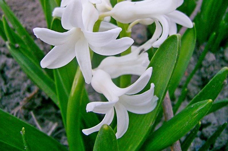 Hyacinth - Penerangan dan jenisnya