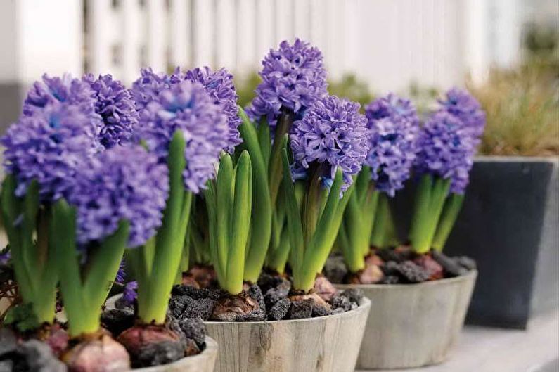 Hyacinth - Belysning