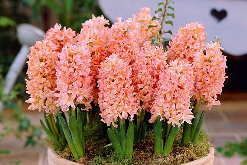 Hyacinth - foto