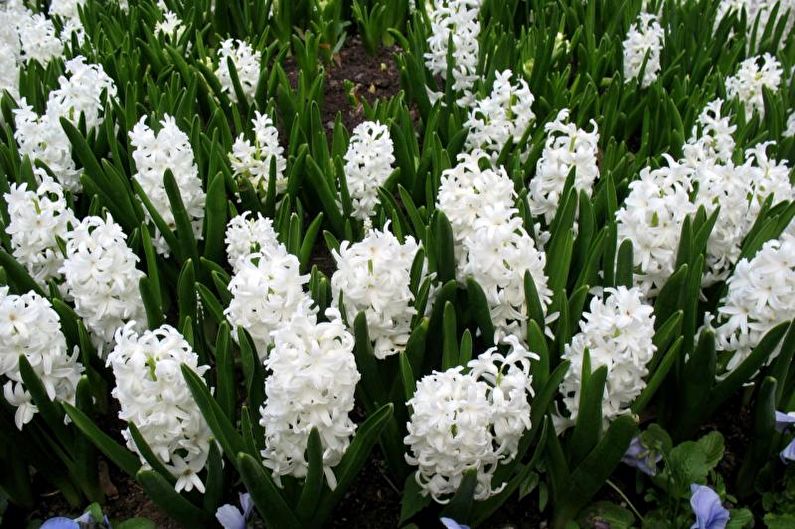 Hyacinth - photo