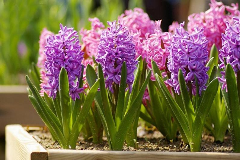 Hyacinth - foto