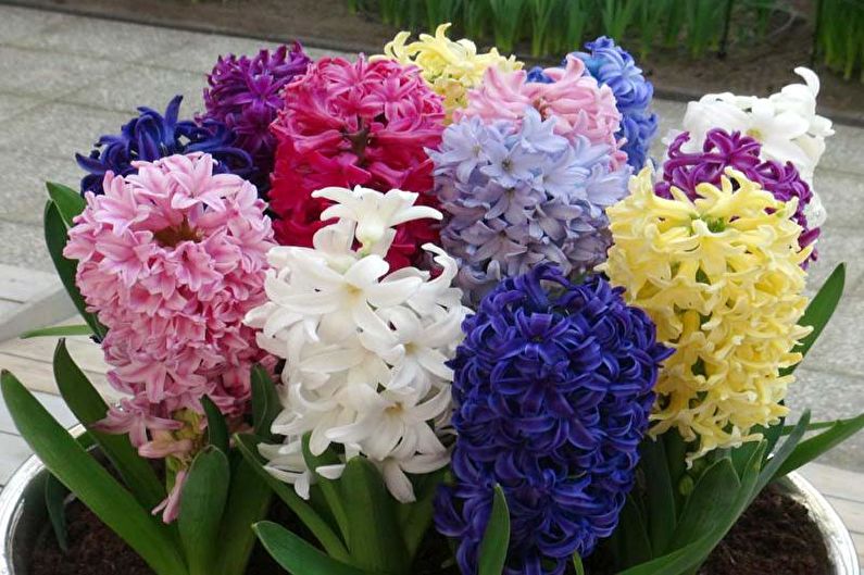 Hyacinth - foto