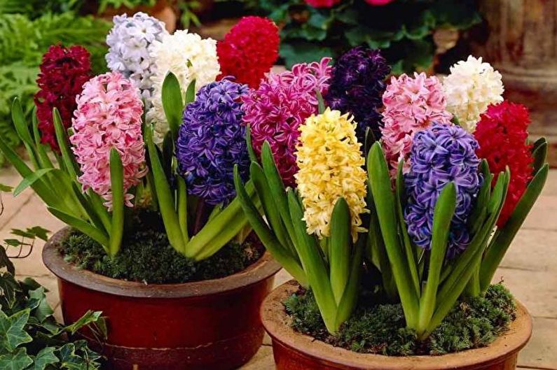 Hyacinth - foto