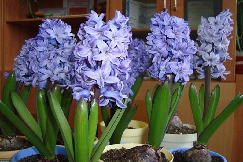 Hyacinth - photo