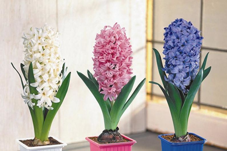 Hyacinth - foto