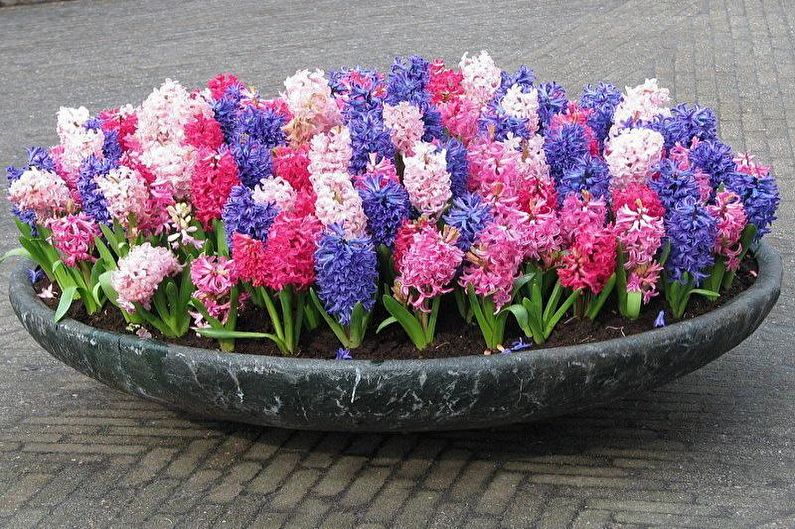 Hyacinth - foto