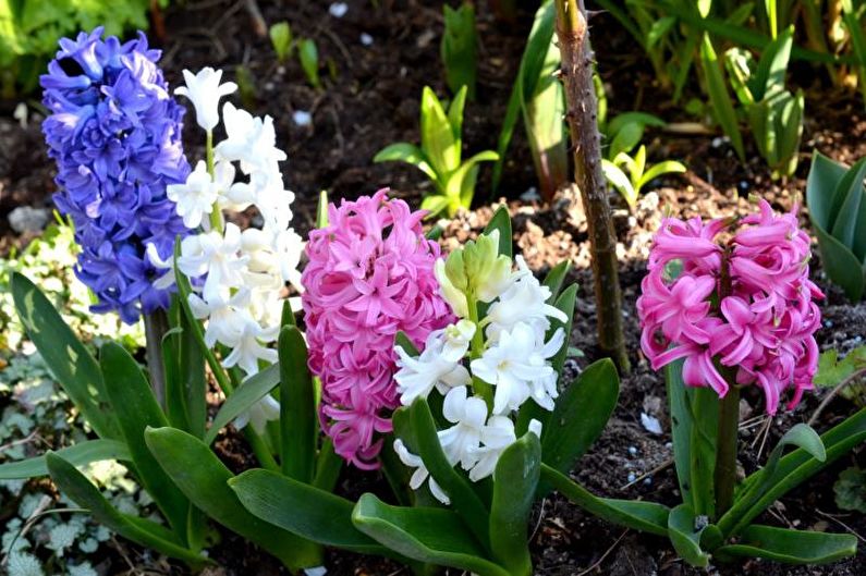 Hyacinth - foto