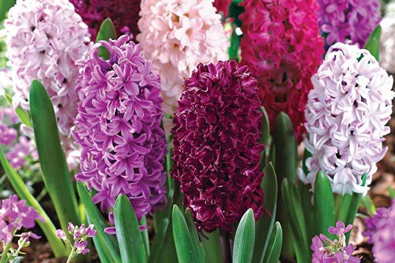 Hyacinth - foto