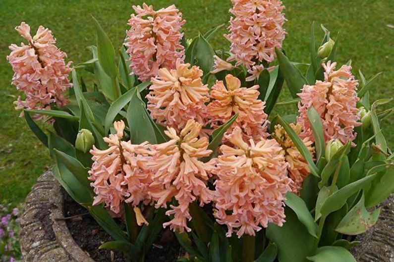 Hyacinth - foto