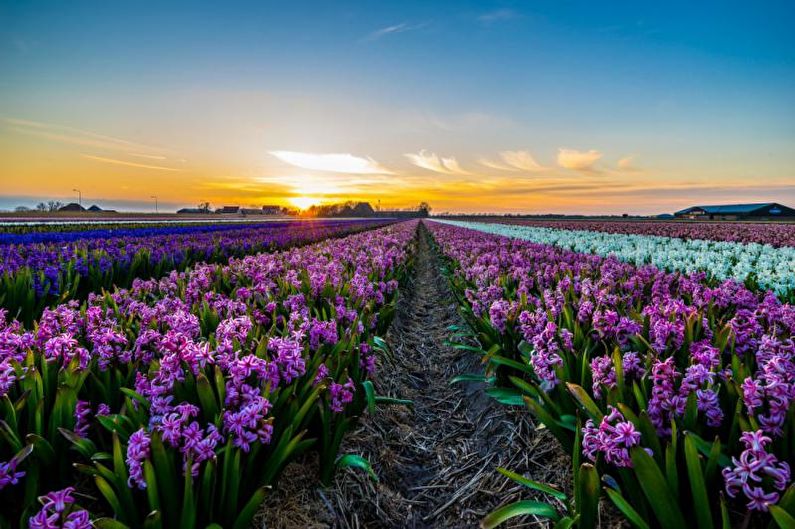 Hyacinth - fotografija