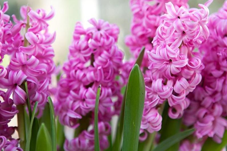 Hyacinth - foto