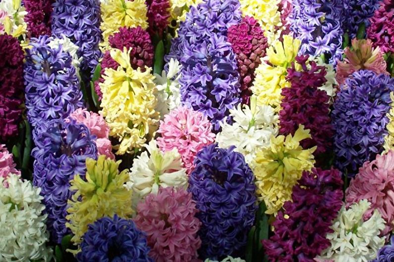 Hyacinth - foto