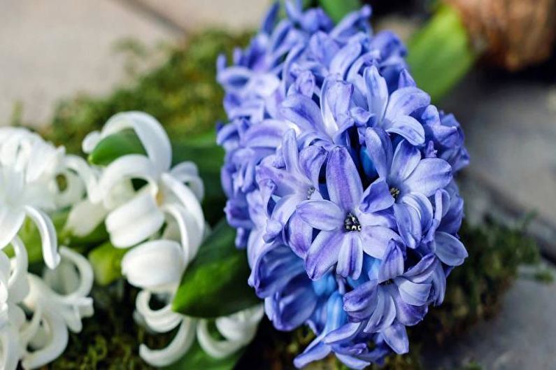 Hyacinth - foto