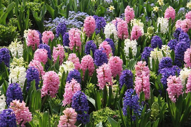 Hyacinth - foto