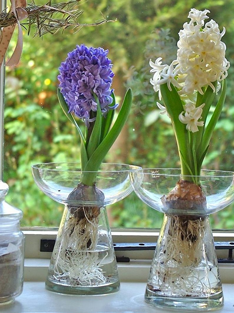 Hyacinth - foto