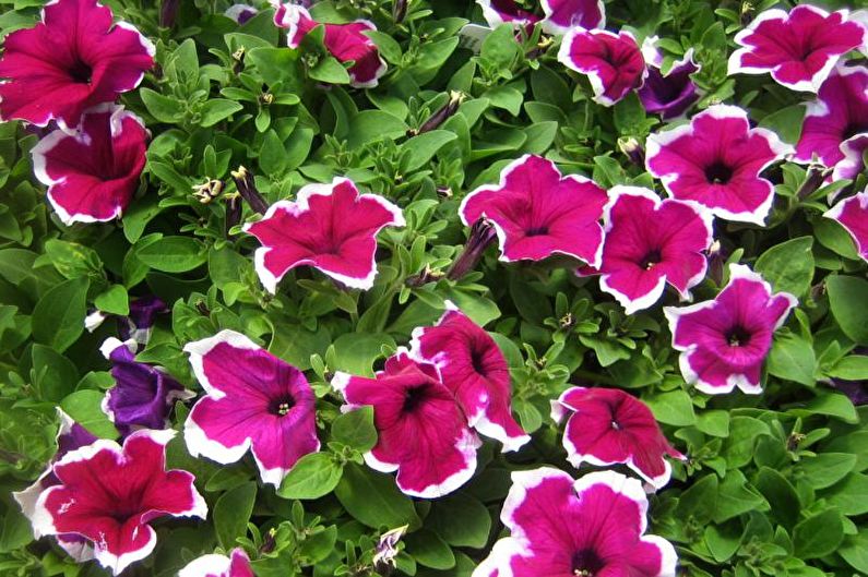 Petunia - Descripción general