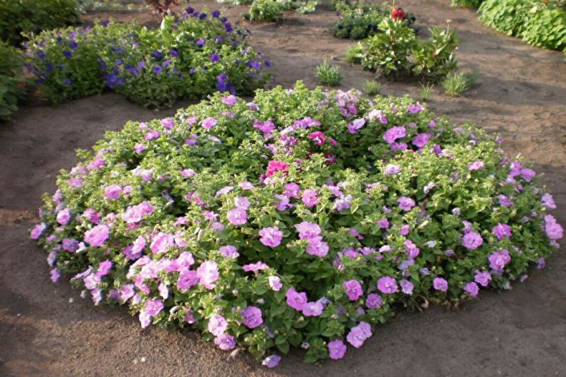 Petunia i blomsterbedet