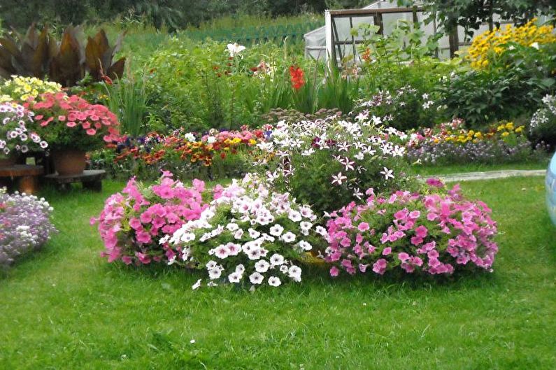 Petunia in the flowerbed