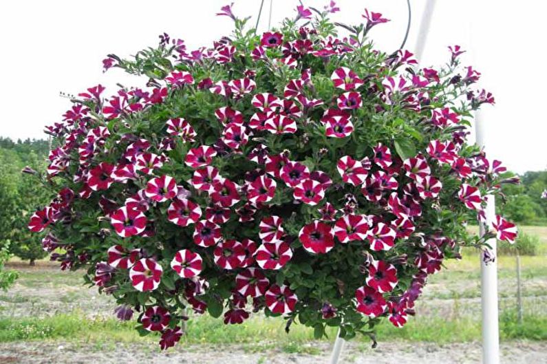 Ampelic Petunia