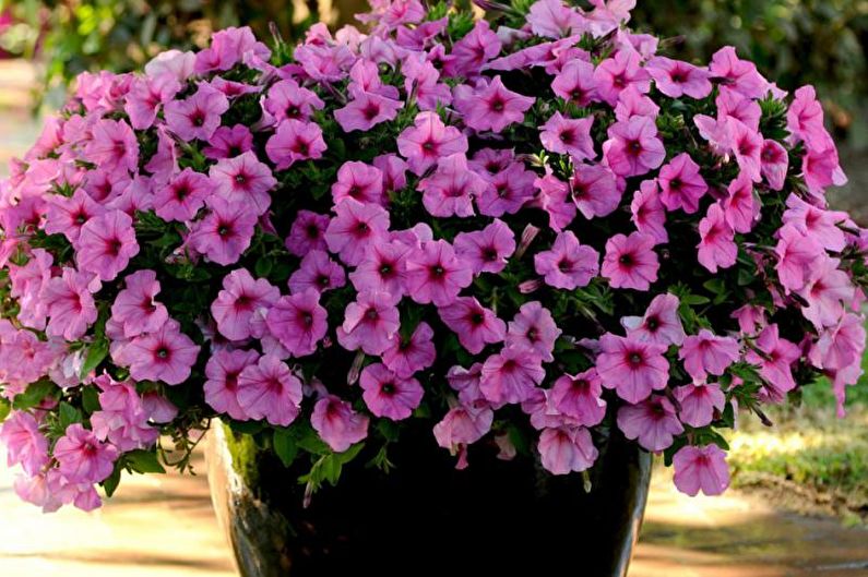 Petunia - photo