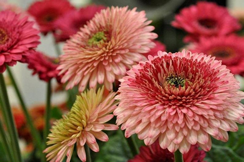 Gerbera - Description