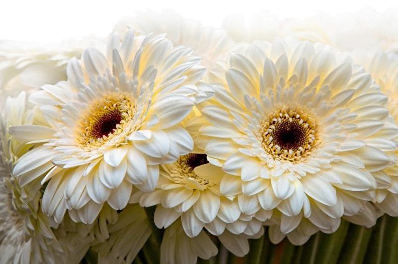 Gerbera - Descripció